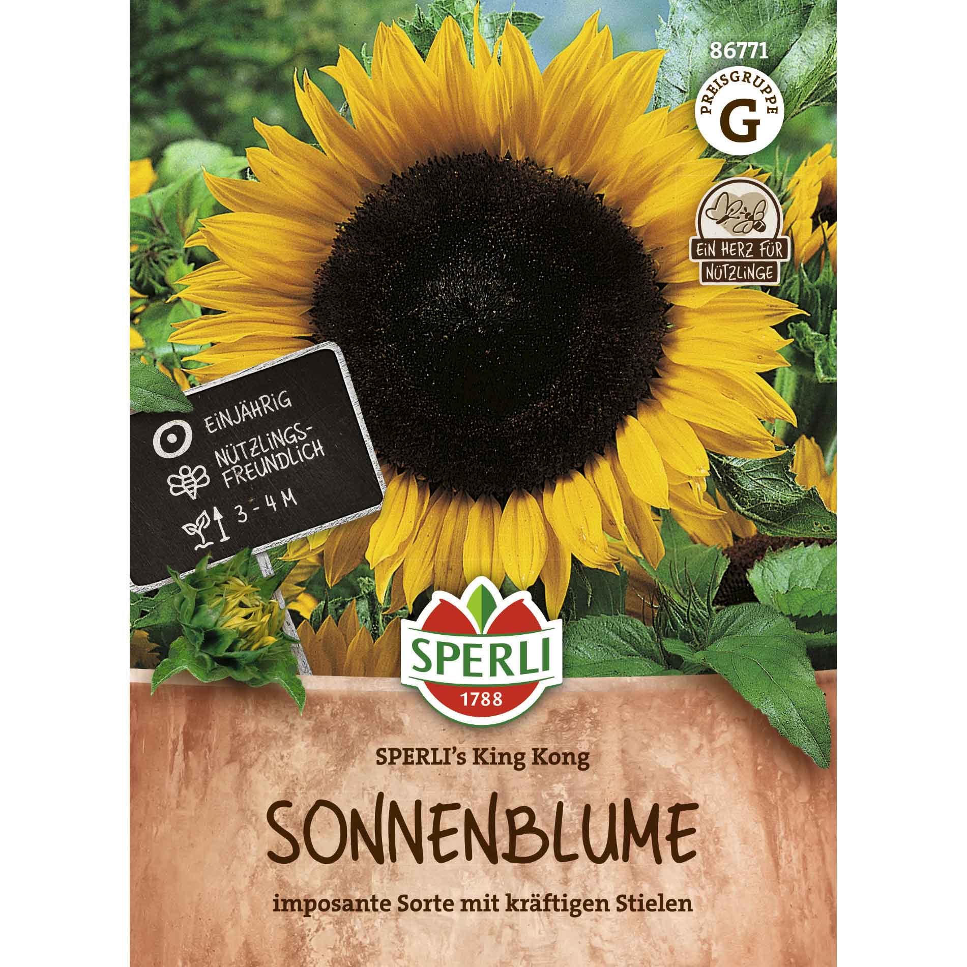 Sonnenblume SPERLI's King Kong