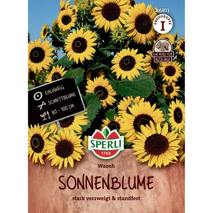 Sonnenblume Waooh