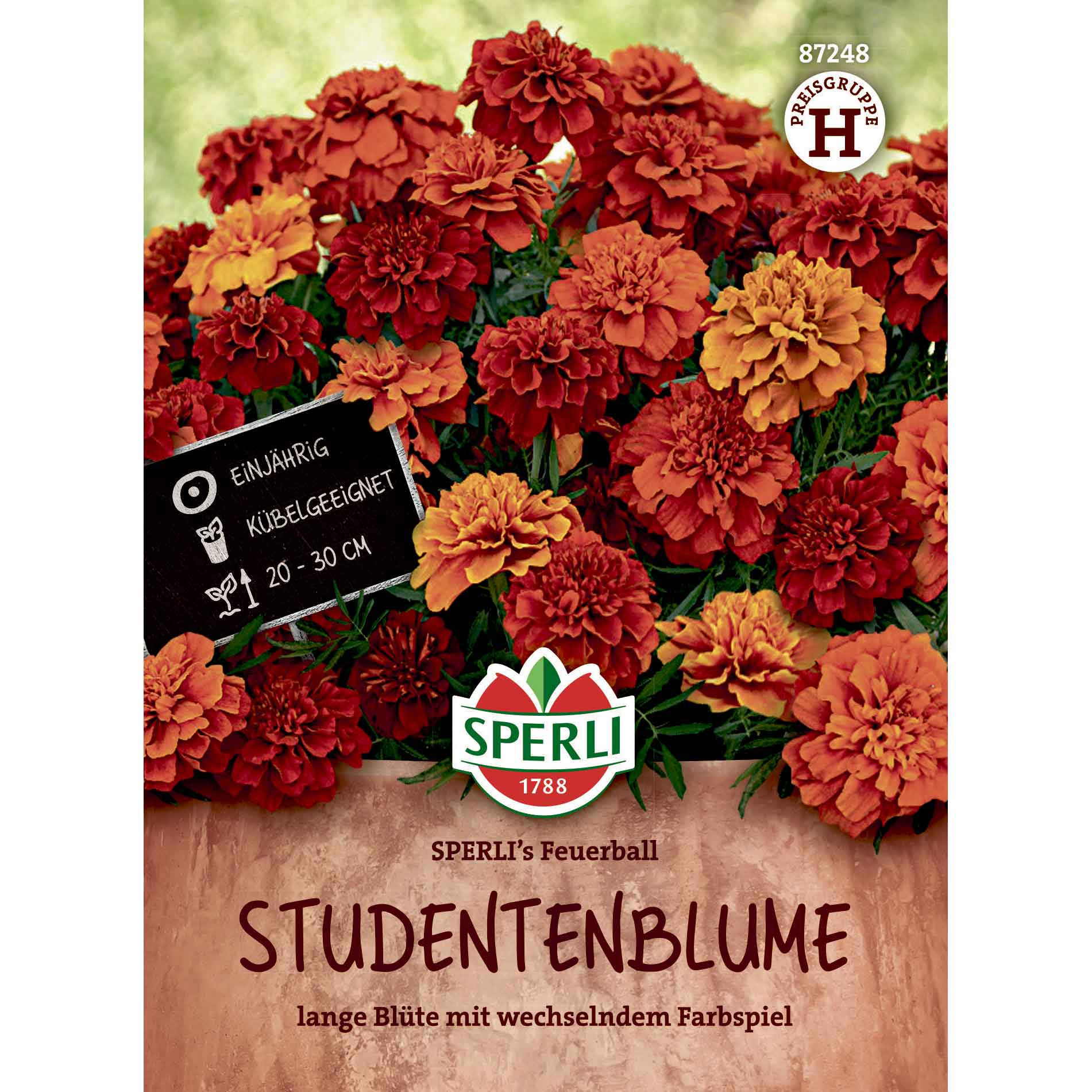 Studentenblume SPERLI's Feuerball