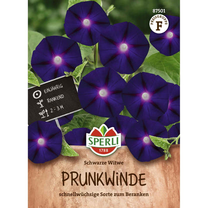 Prunkwinde Schwarze Witwe