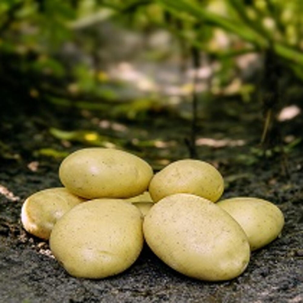 Seed potato - Folva 10 kg.