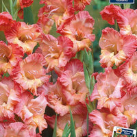 Gladiolus