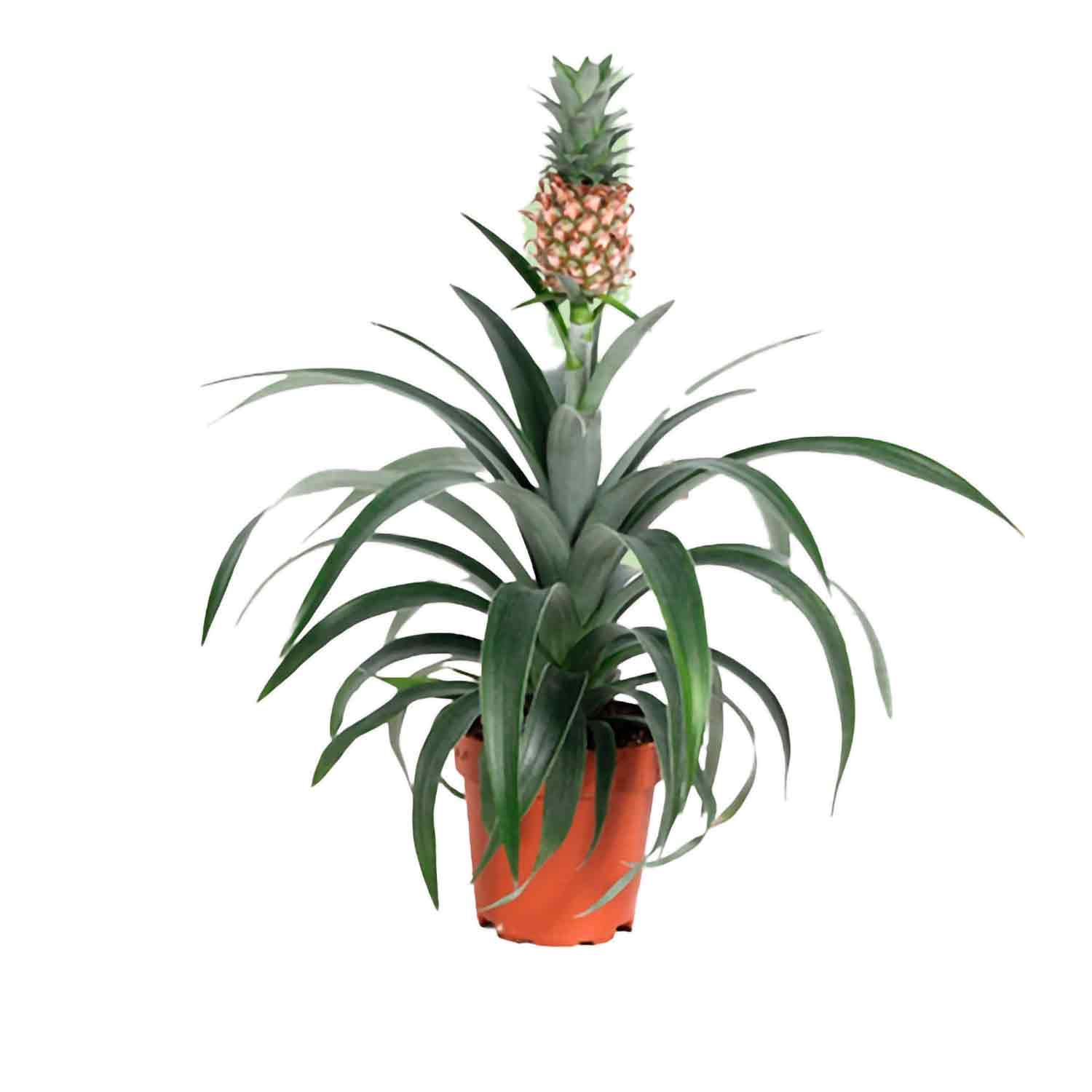 Ananas Corona Mi Amigo 12 cm potte