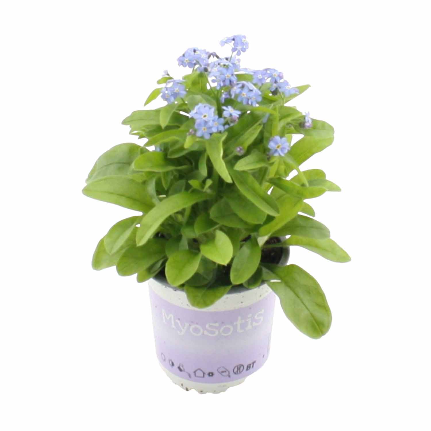 Myosotis