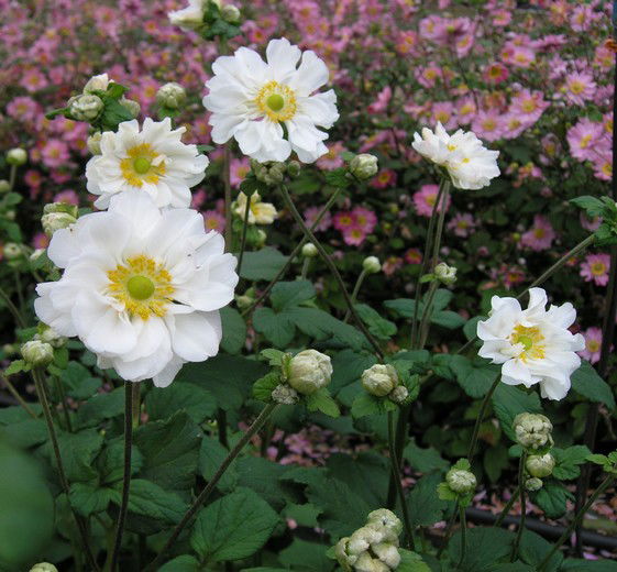 Anemone jap. 'Whirlwind' 11C