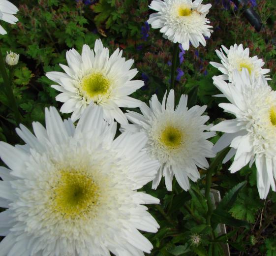 Leucanthemum sup. 'Wirral supreme' 1L