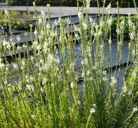 Linaria purpurea 'Alba' 11 C