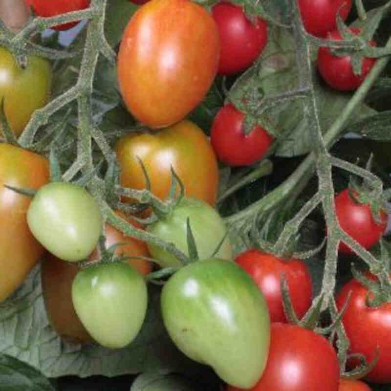 Tomatplante 'Flavorino' 11,5cm pot