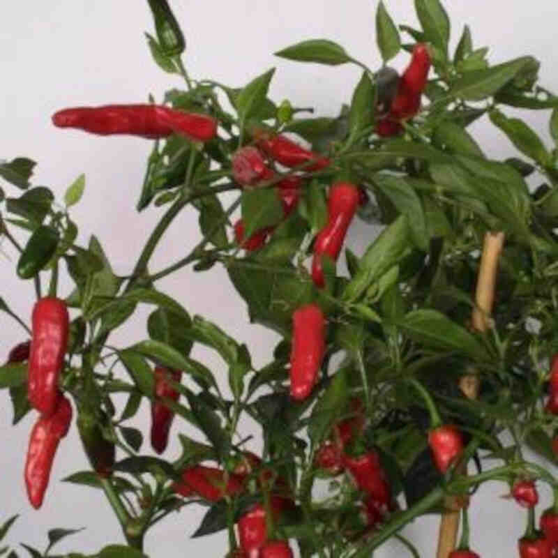 Chiliplante - Chili 'Apache'