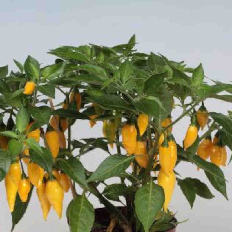 Chiliplante Citron chili 'Aji Limon'