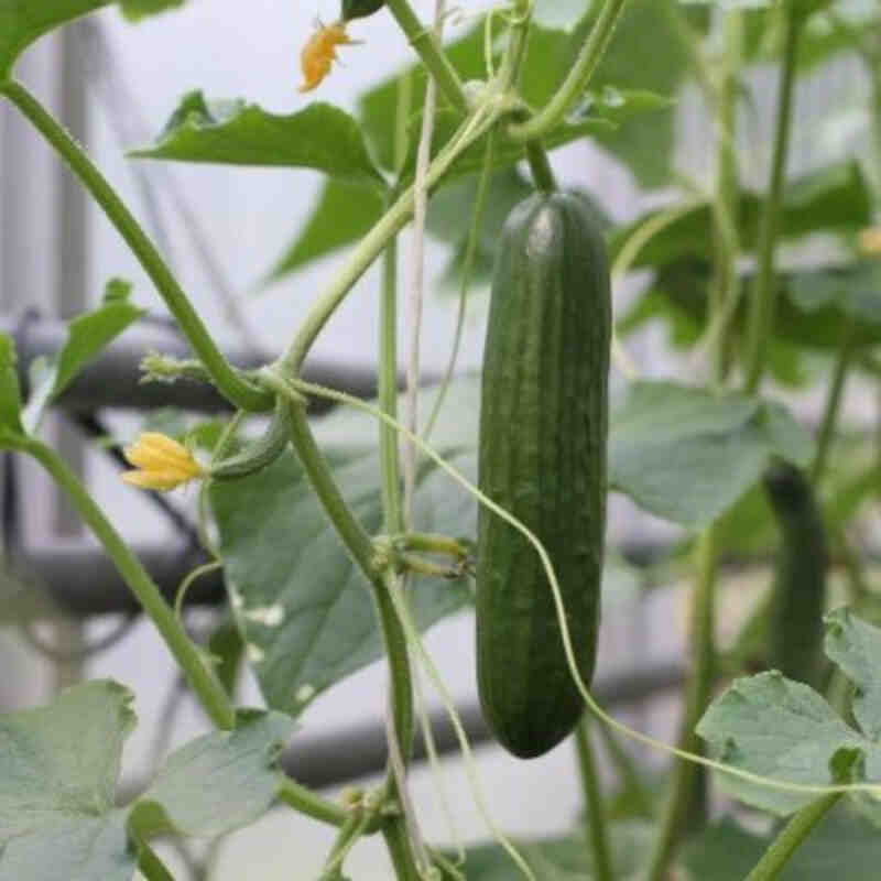 Agurkeplante 'Passandra' skoleagurk 11,5 cm. pot.