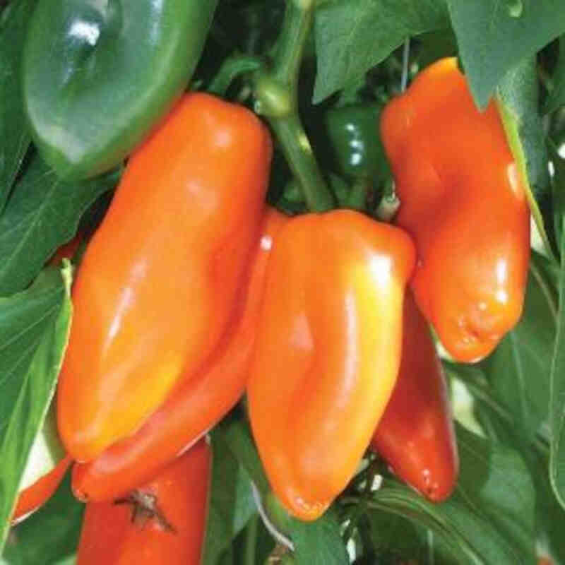 Pepparväxt - Capsicum 'Sweet Orange' 11,5 cm. pott.