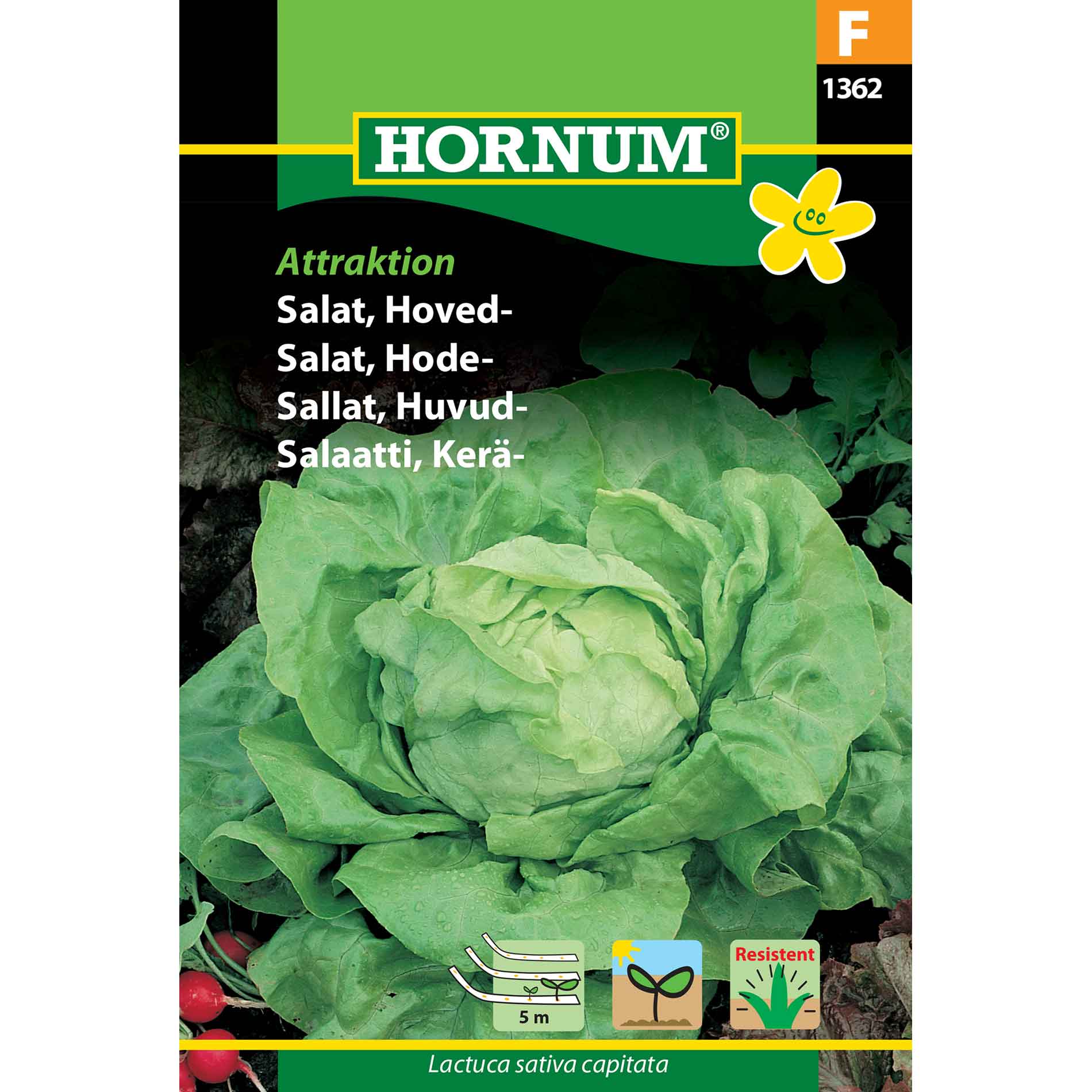 Lettuce seeds - Head - Attractice