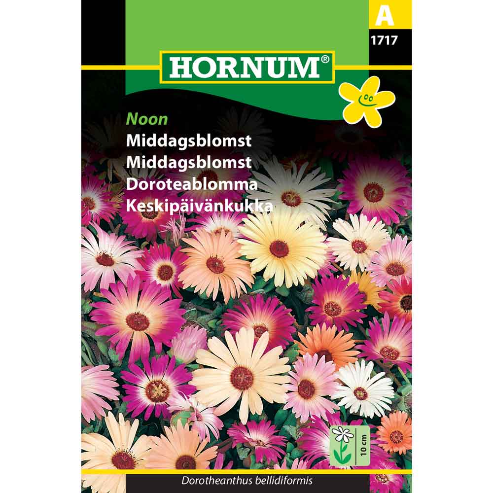 Middagsblomma - Middag