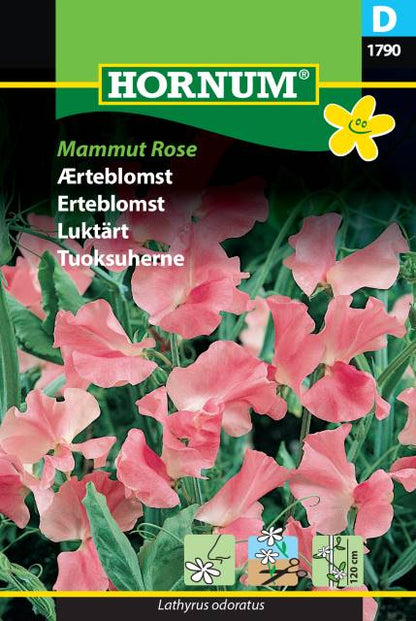 Ærteblomstfrø - Mammut Rose