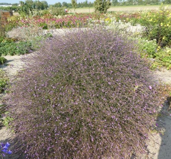 Verbena officinalis 'Bamton' 1 L