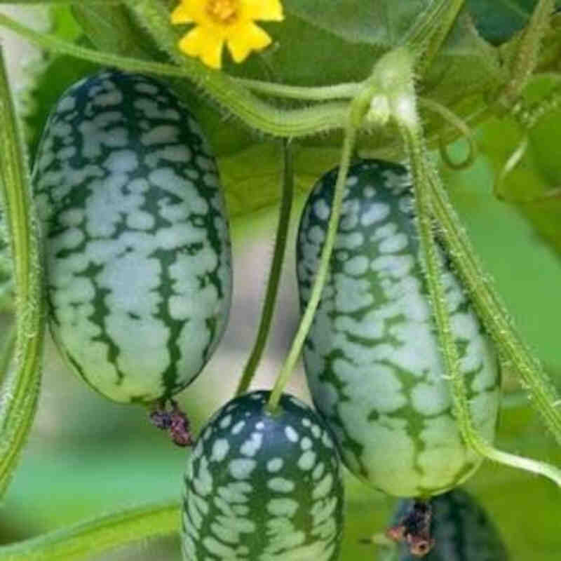 Agurkeplante - Jungleagurk - zehneria scabra