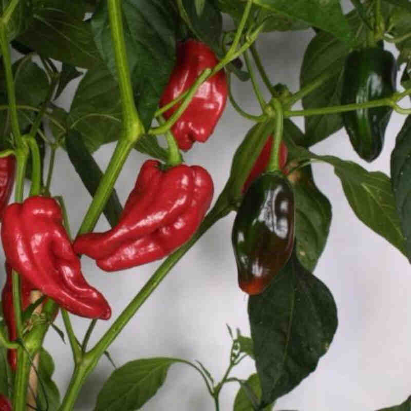 Chiliplante - Capsicum 'Tapas' 11,5 cm. pot.