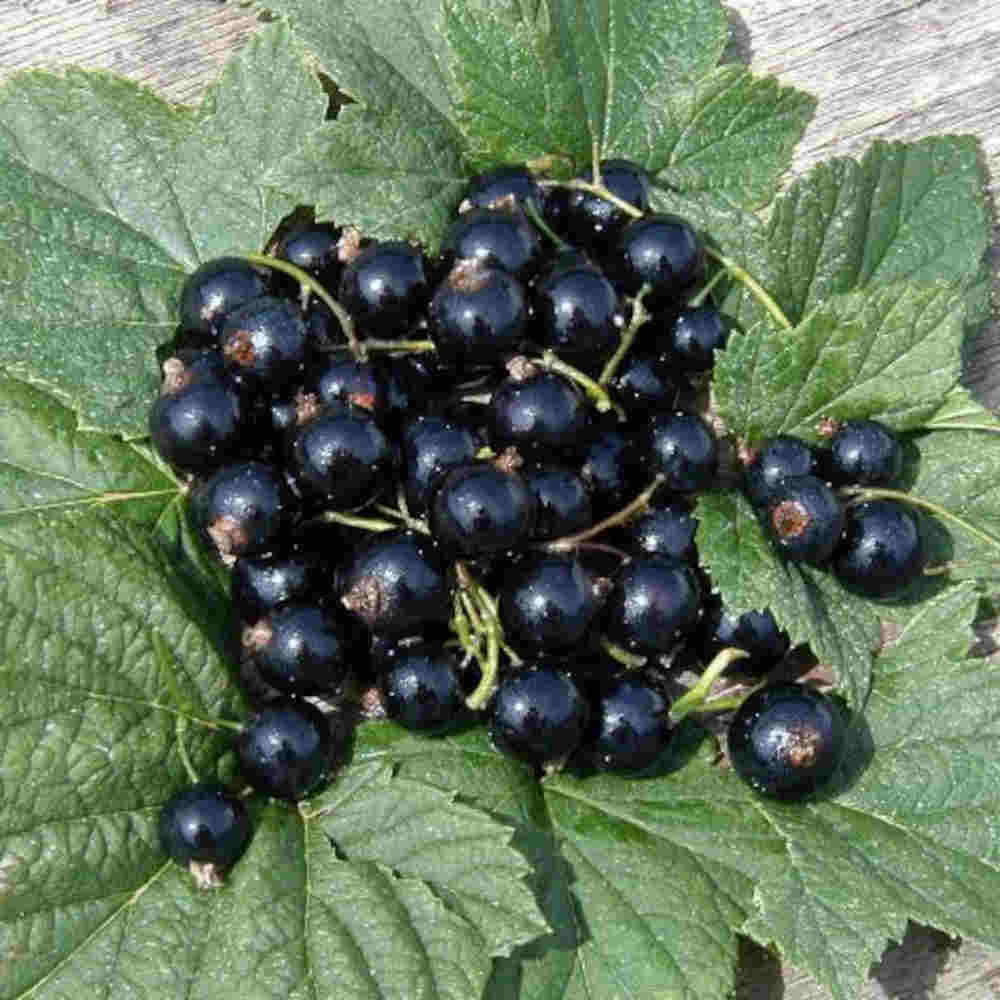 Currant - Ribes nigrum 'Ben Hope' - 11L