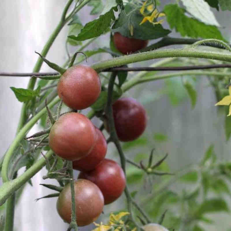 Tomatplante 'Chocolate' 11,5 cm. pot.