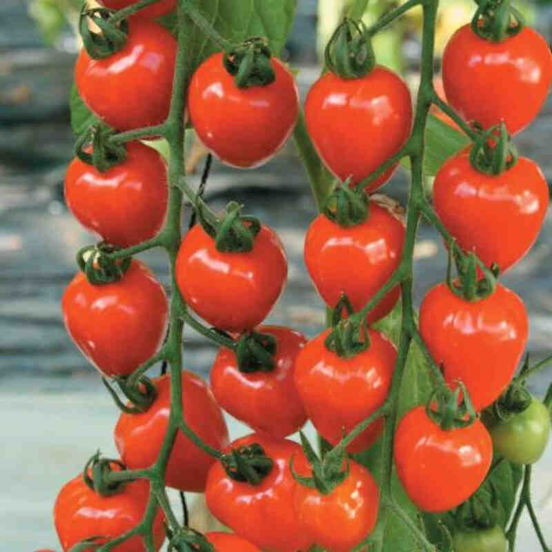 Tomatplante 'Strawberry Fields' 11,5 cm. pot.