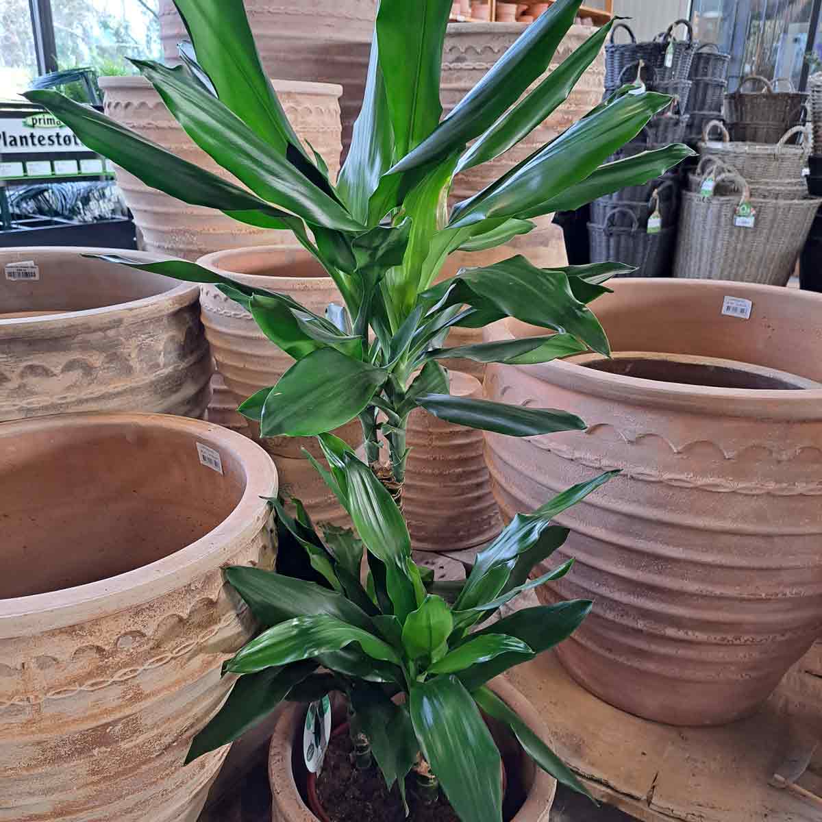 Dracaena fr. Der. Janet Lind C21