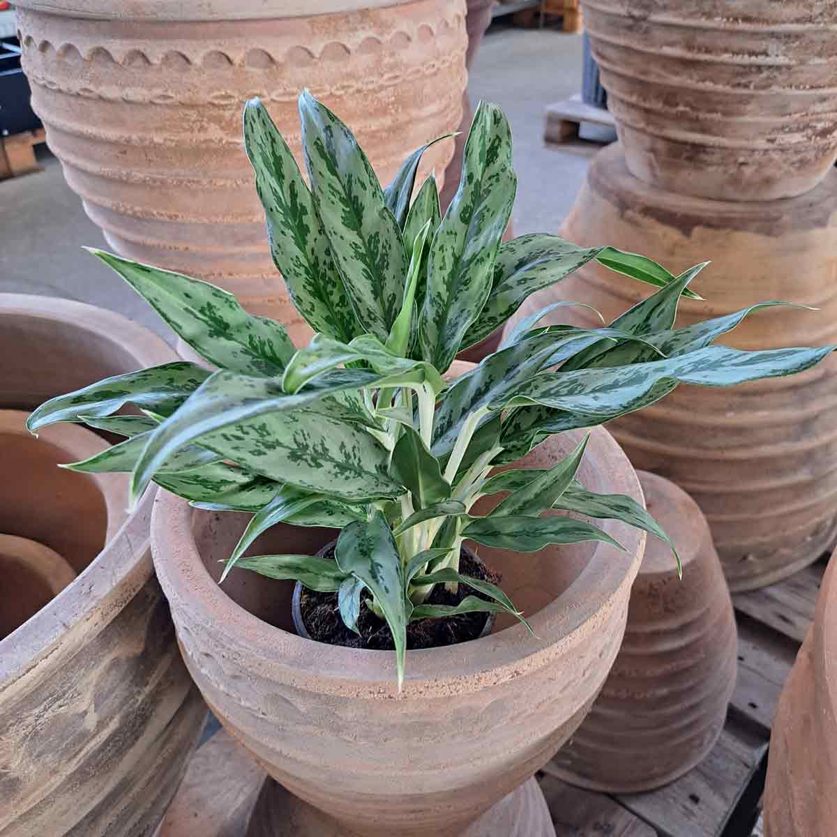 Aglaonema Greyhound C12