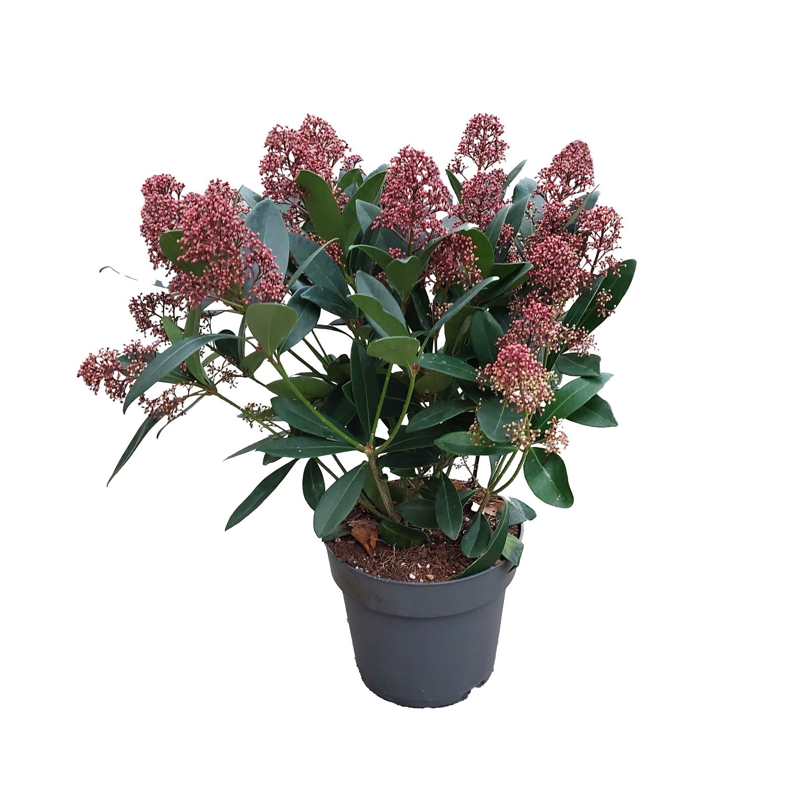 Skimmia japonica 'Rubella'