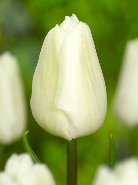 Tulips White Prince 12/+