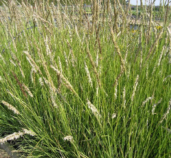 Sesleria autumnalis