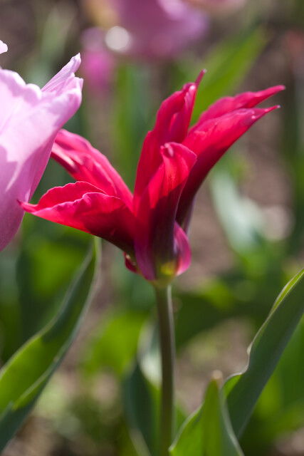 Tulips Doll's Minuet Viridiflora 12/+