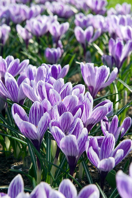 Crocus King of The Striped 9/10