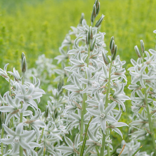 Ornithogalum Nutans 6/+