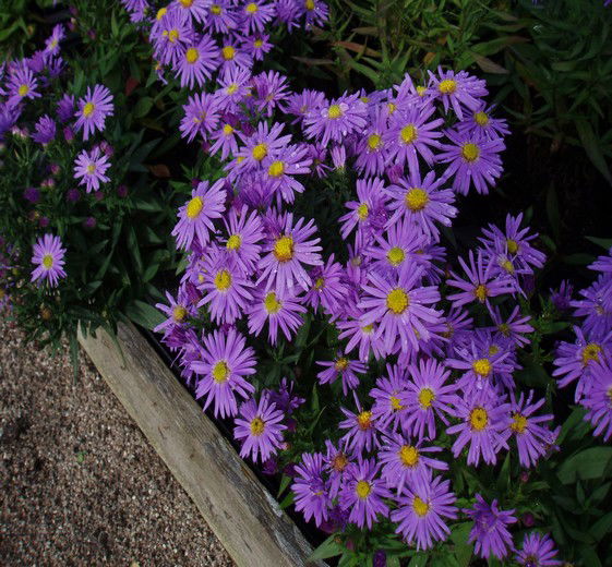 Aster dum. 'Early Blue' 11C