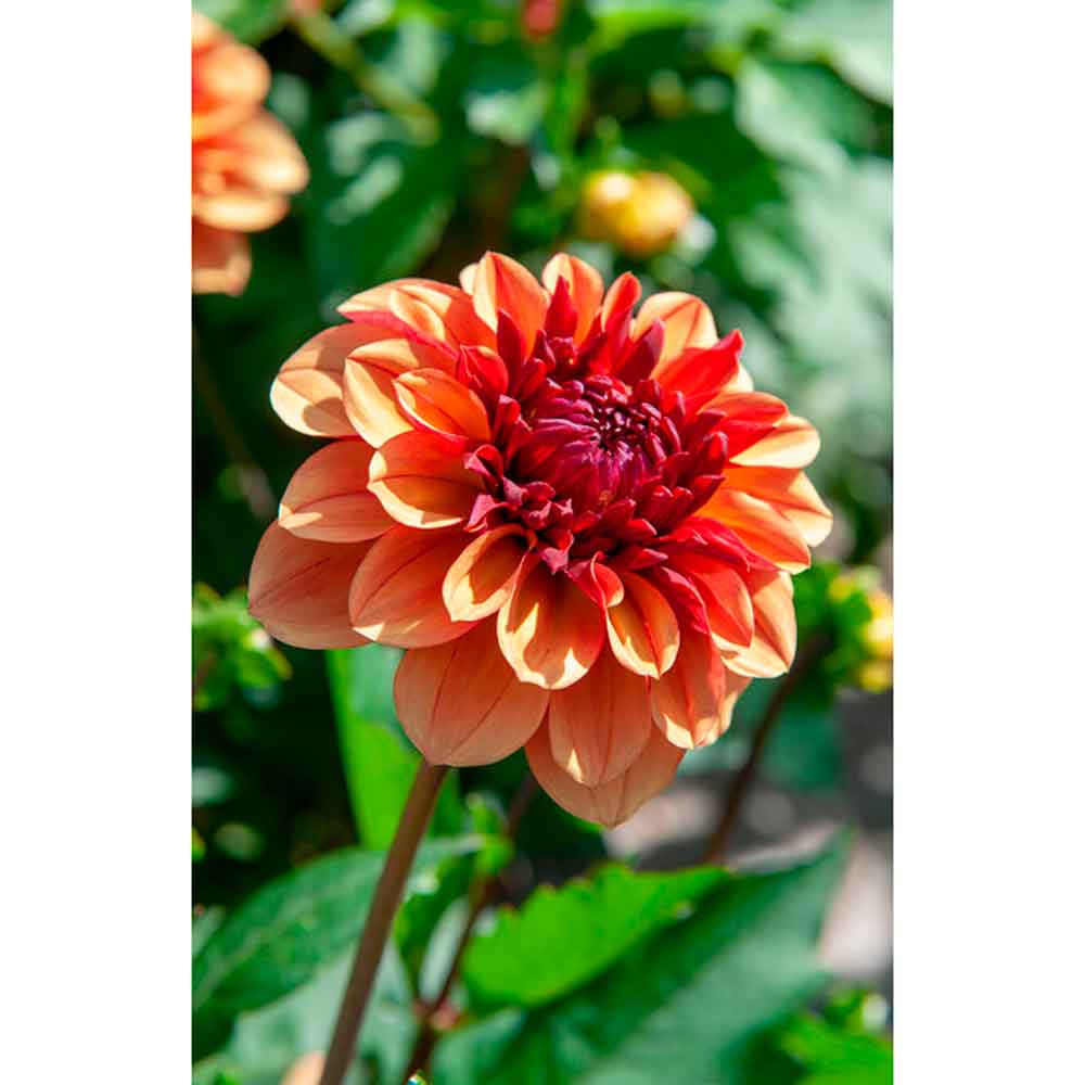 Dahlia Creme de Cognac Småblommig