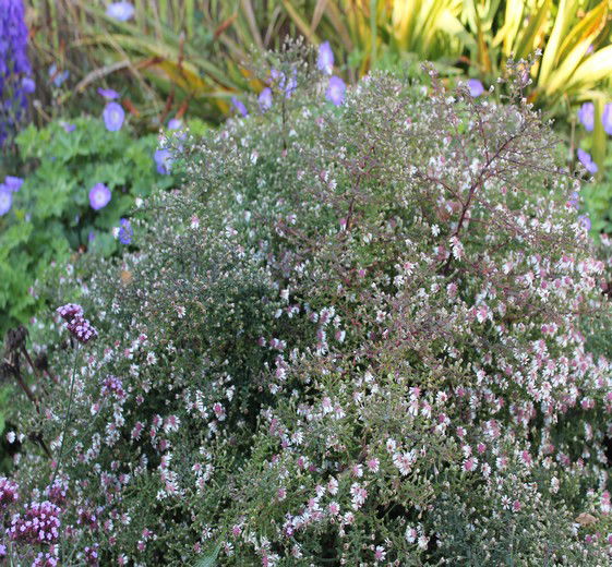 Aster lat. 'Horizontalis' 11C