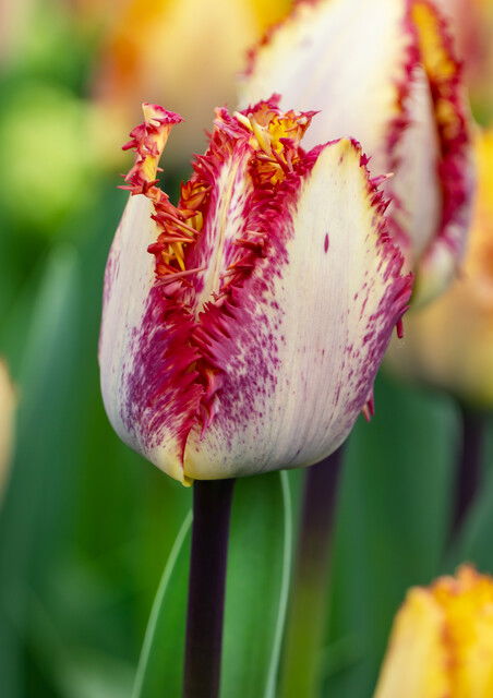 Tulips Colour Fusion 12/+