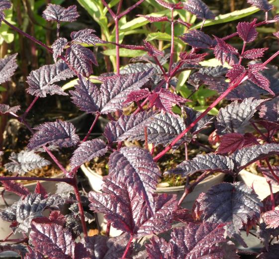 Astilbe thunbergii 'Chocolate Shogun'