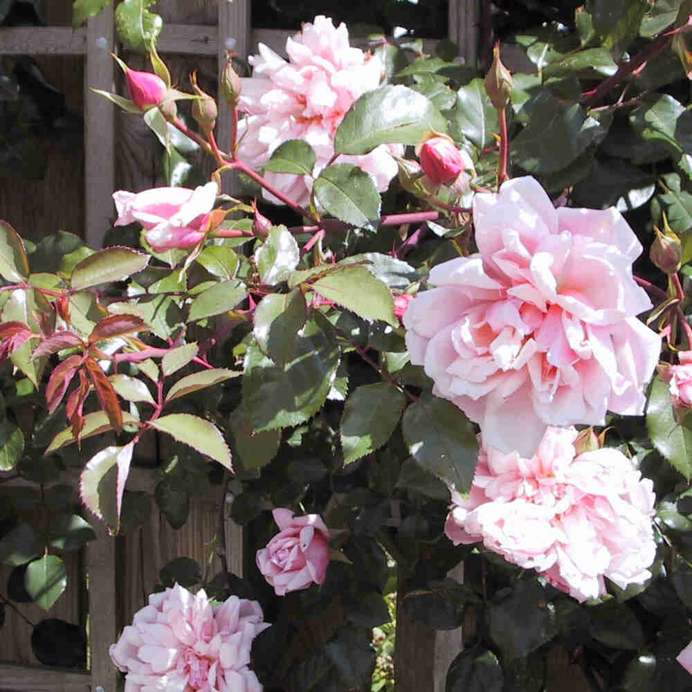 Climbing rose 'Albertine'