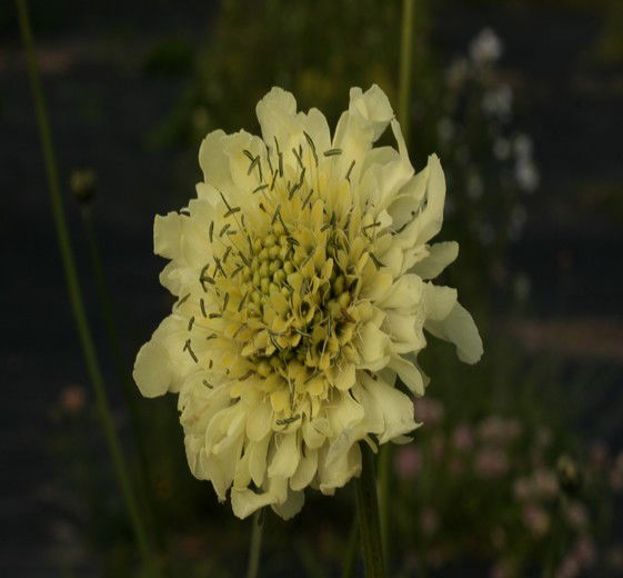 Cephalaria gigantea 1 L