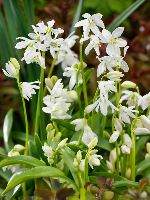 Scilla Siberica Alba 7/8 (x12x10) *624820*