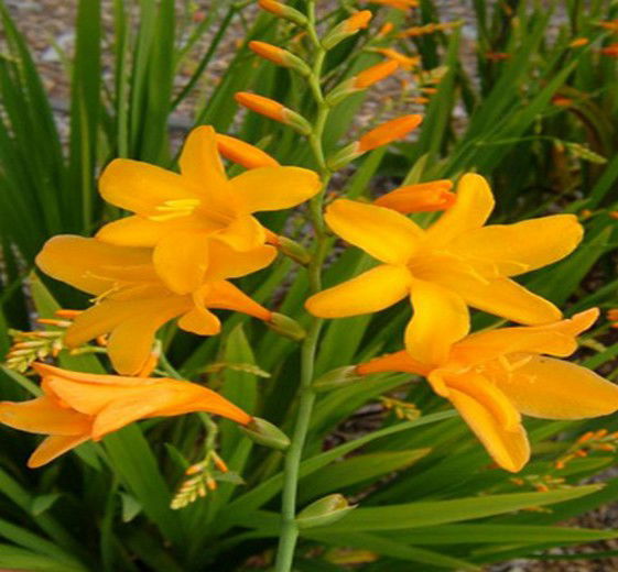 Crocosmia hybrid  'Georg Davidson' 11C