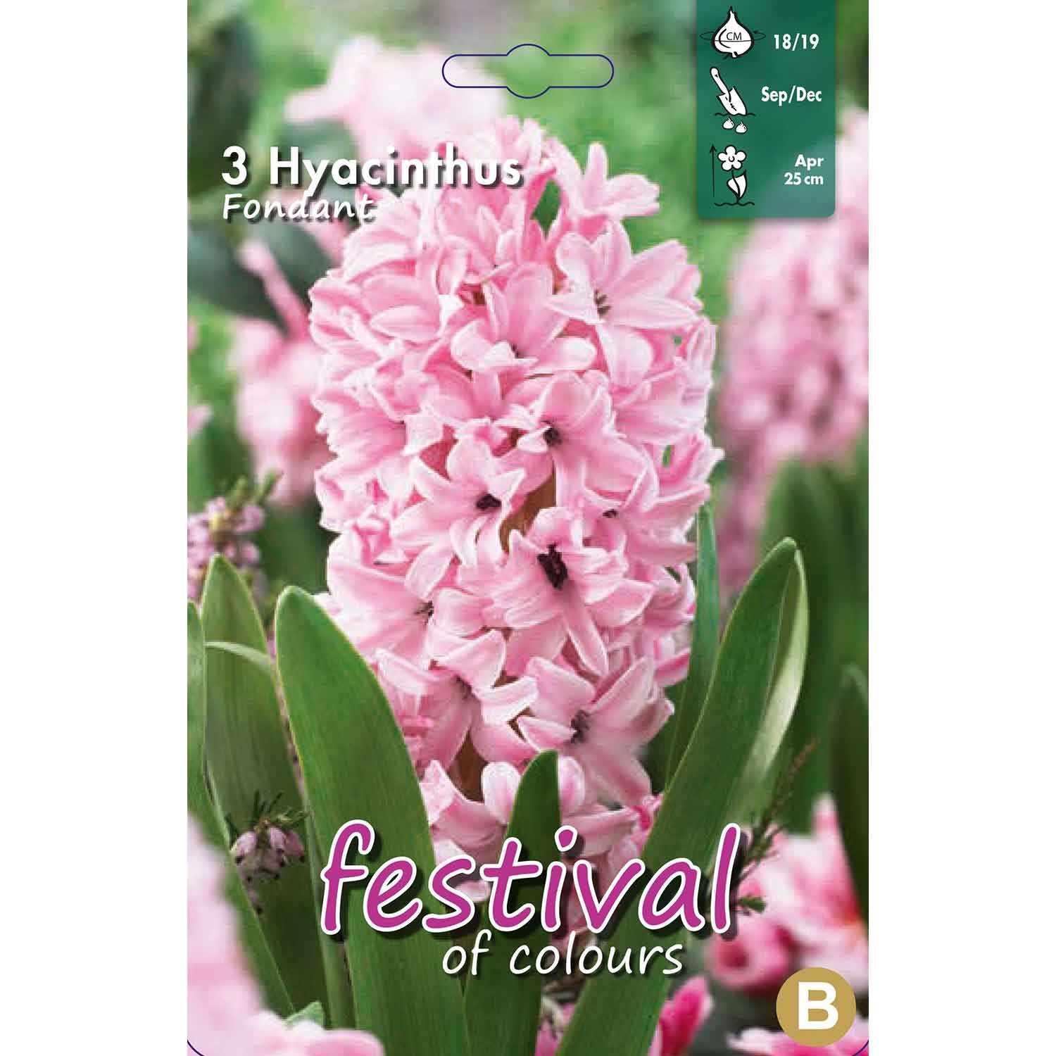 Hyacint - Hyacinthus Fondant 18/19