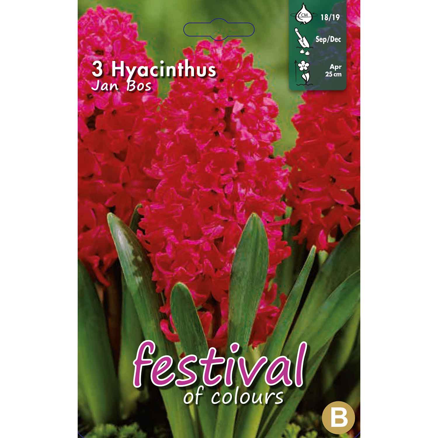 Hyacint - Hyacinthus Jan Bos 18/19