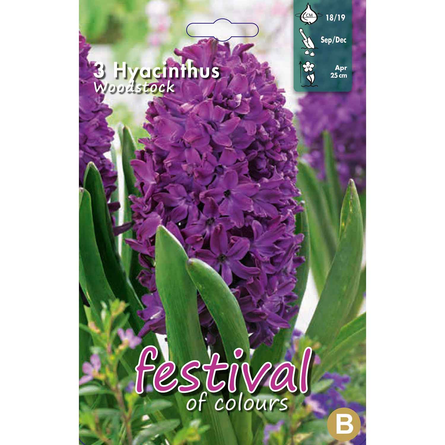 Hyacint - Hyacinthus Woodstock 18/19