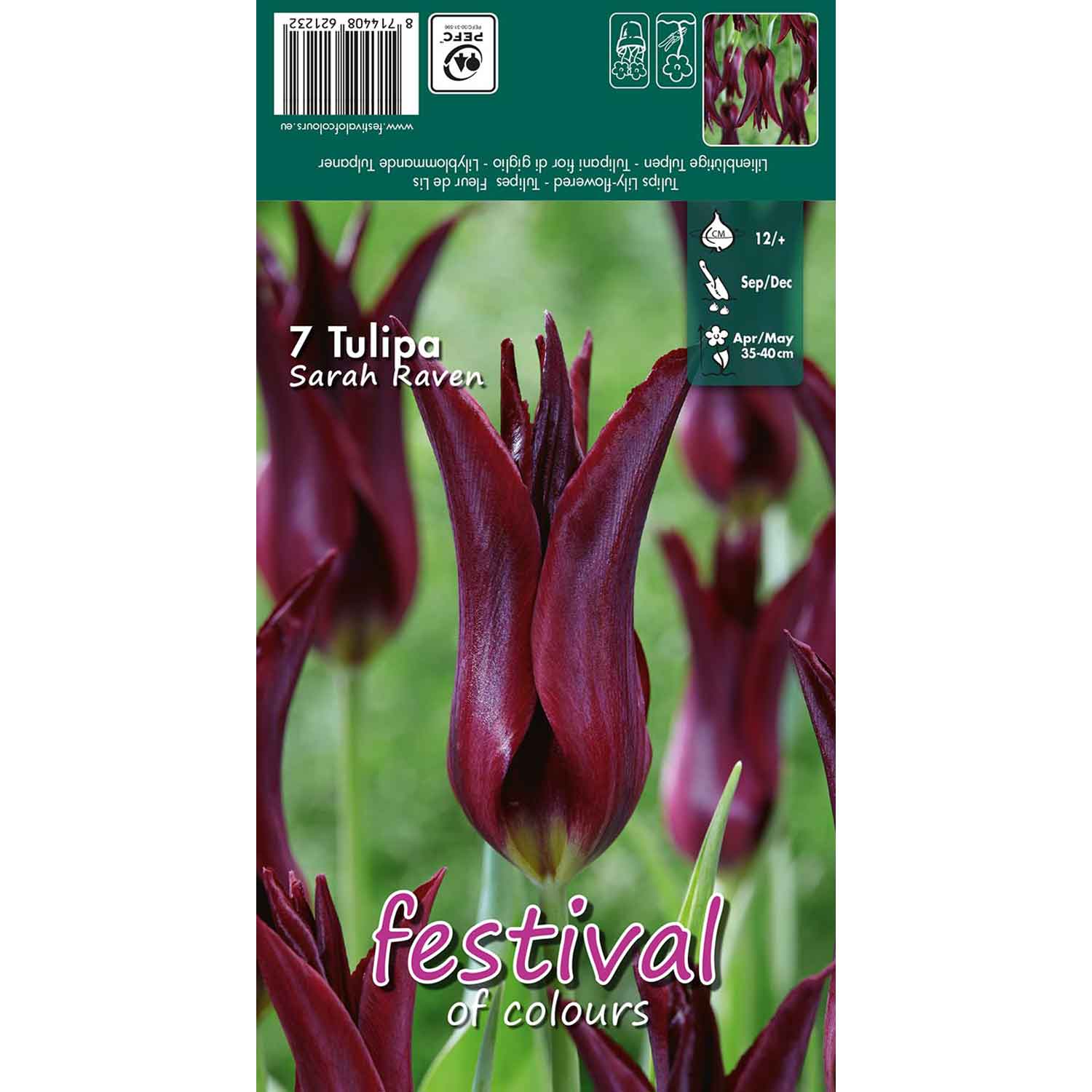 Tulipanløg - Tulipa Sarah Raven 12/+