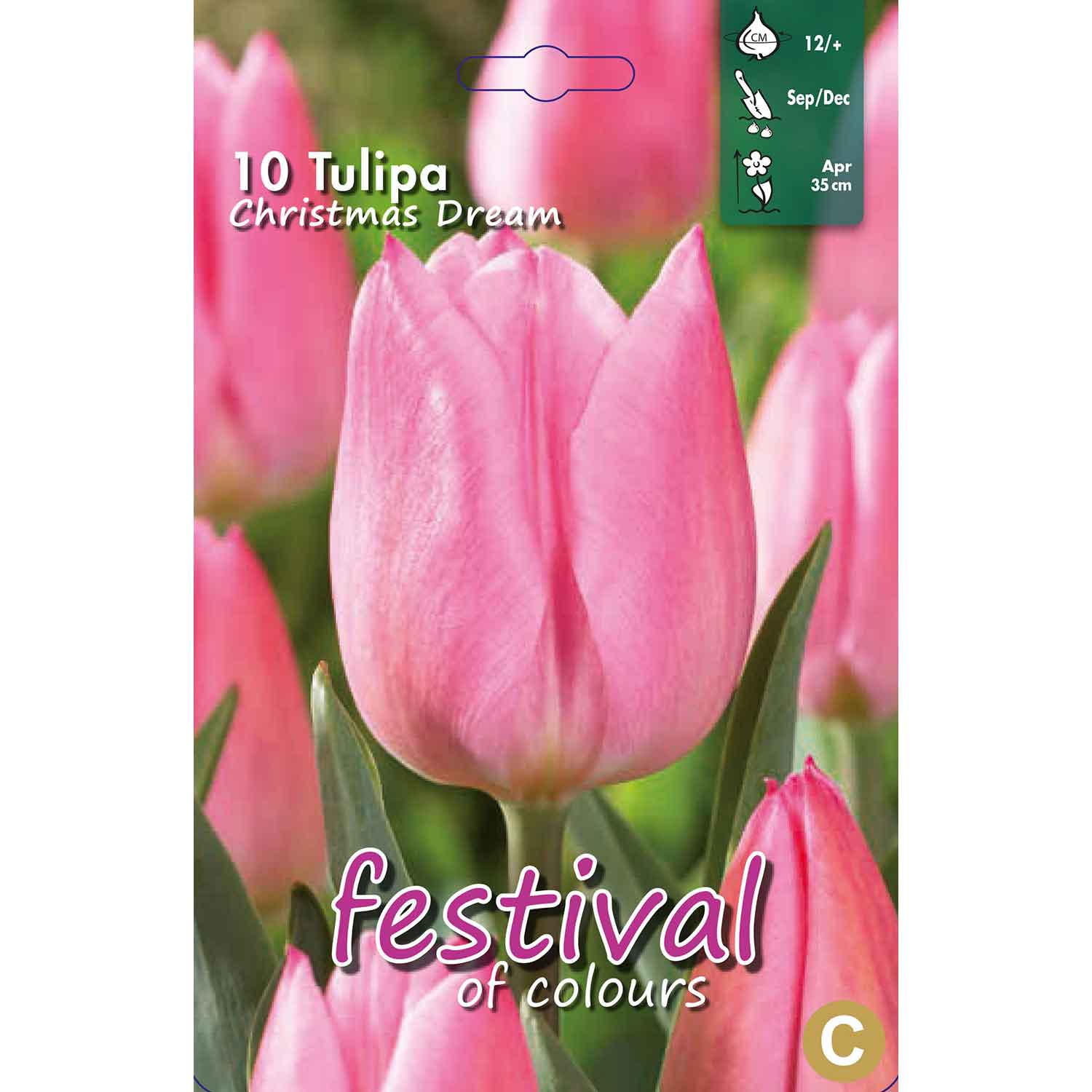 Tulips Christmas Dream 12/+