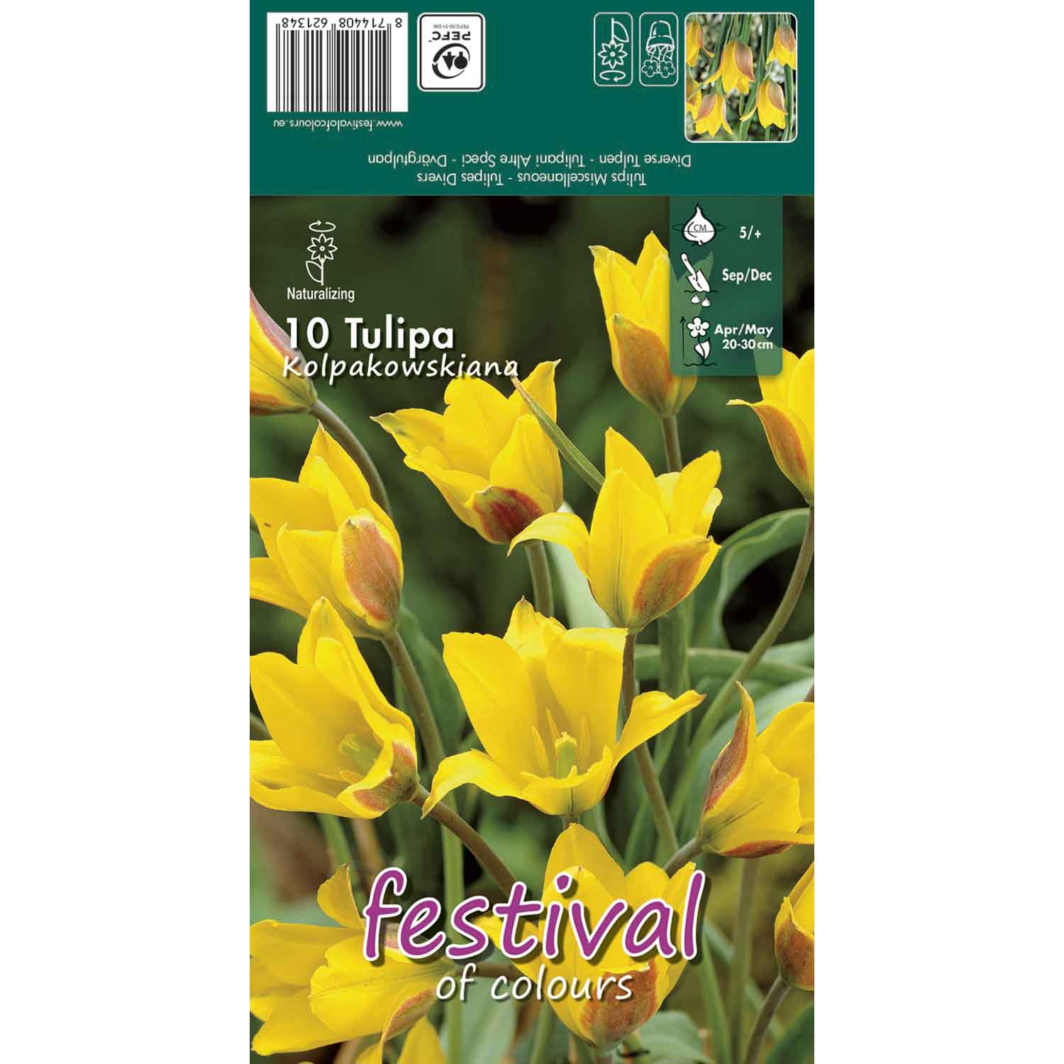 Tulipanløg - Tulipa kolpakowskiana 5/+