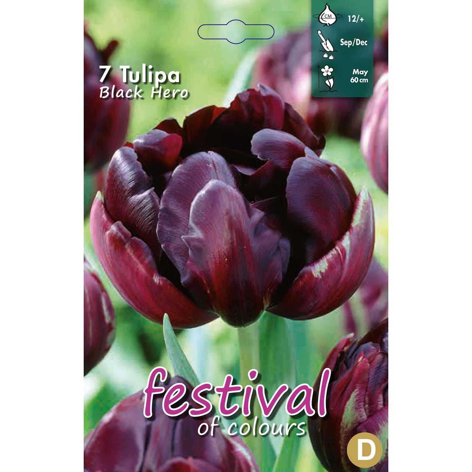 Tulips Black Hero 12/+ (x12x7) *621478*