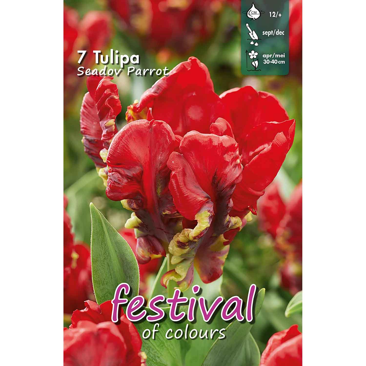 Tulips Seadov Parrot 12/+ (x12x7) *622222*